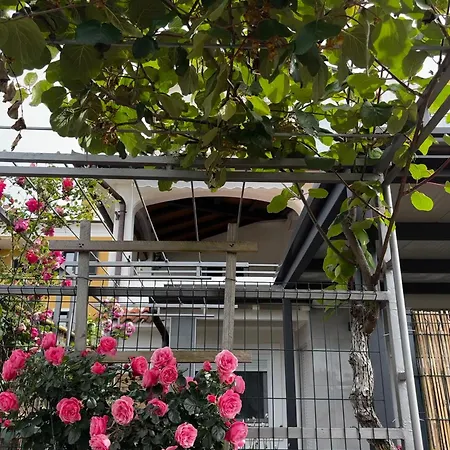 Rozi אומאג
